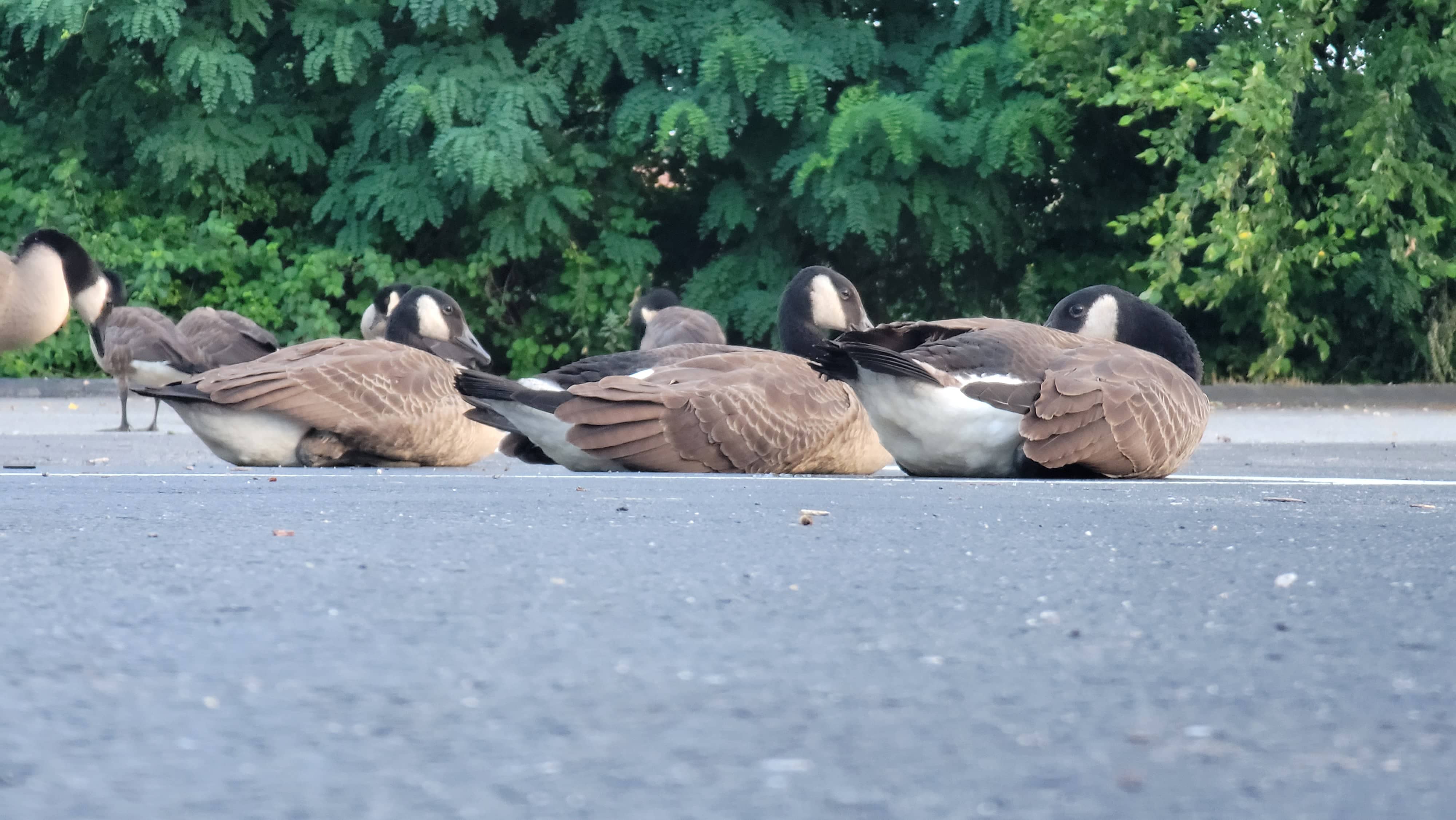 Sitting Geese