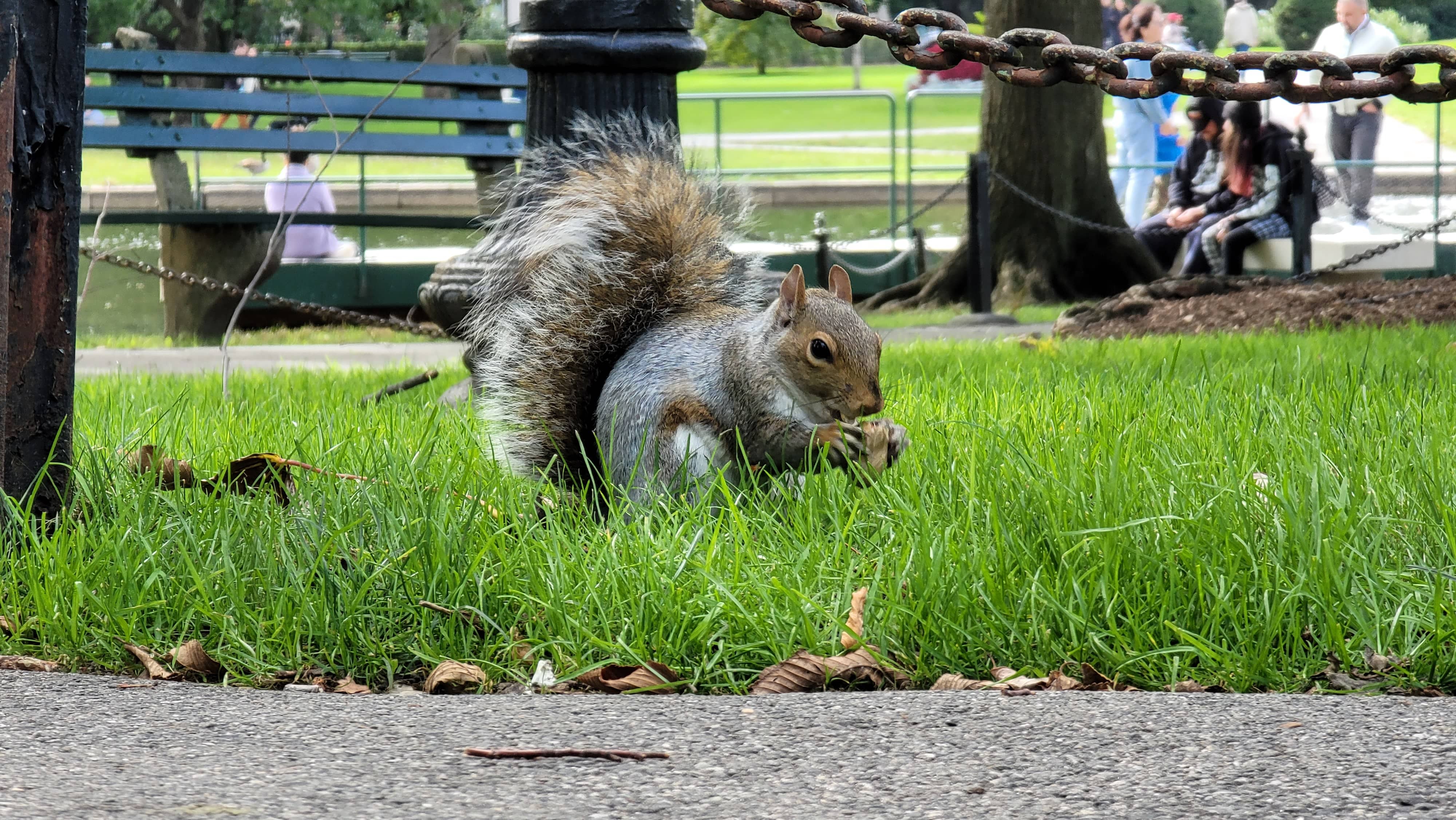 Squirrel in Boston Common