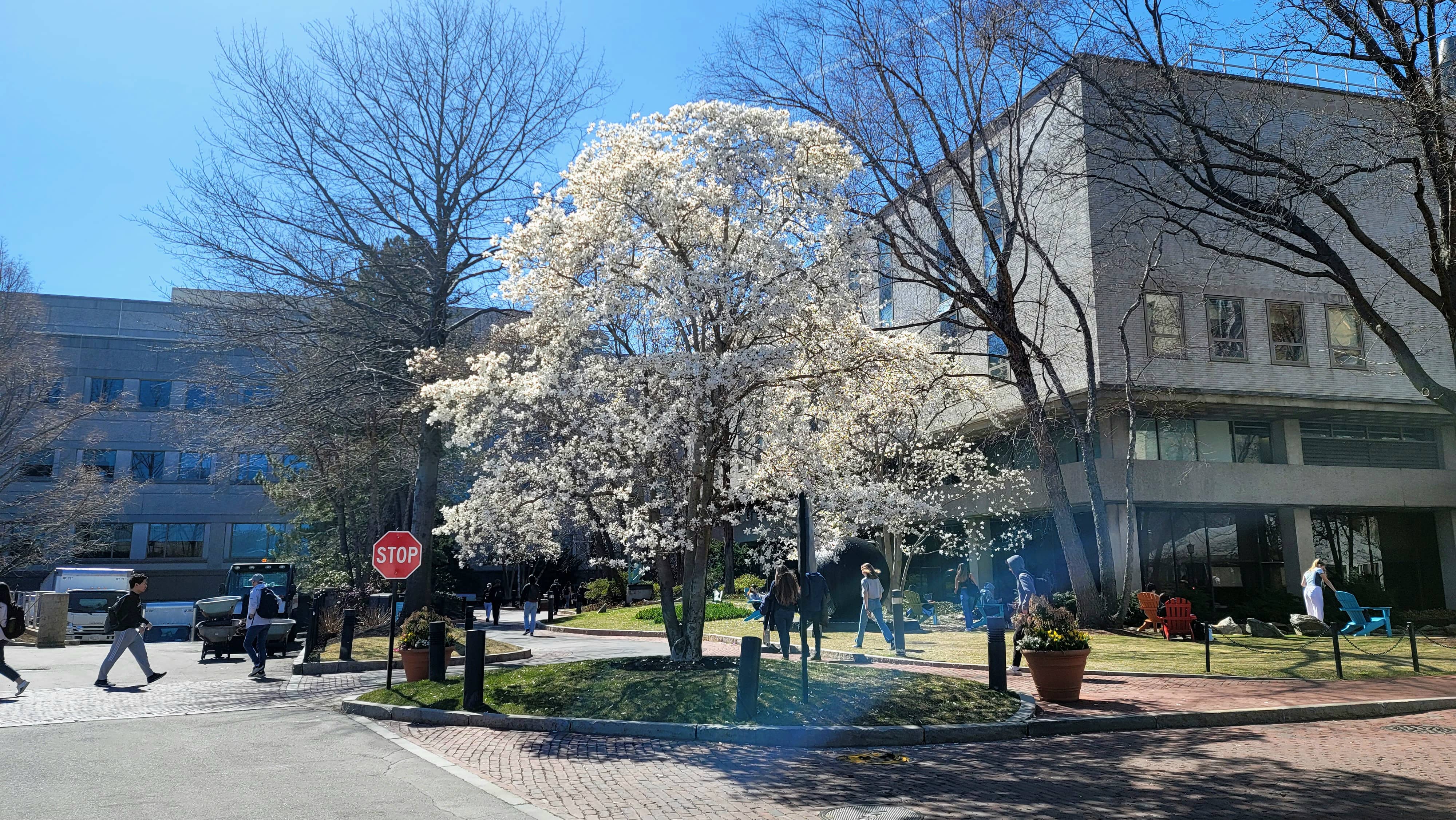 Tree in Bloom