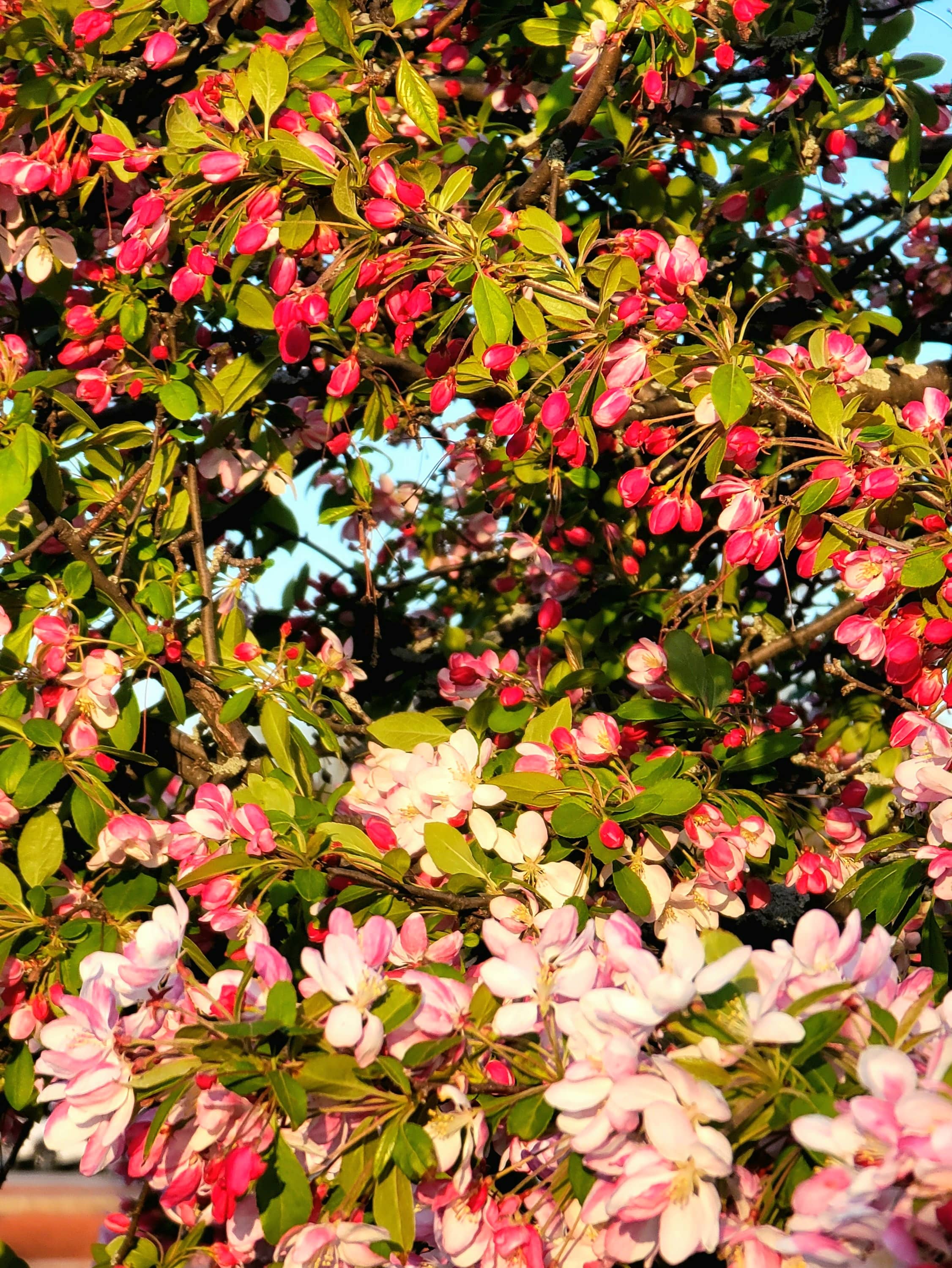 Crabapple Blossoms