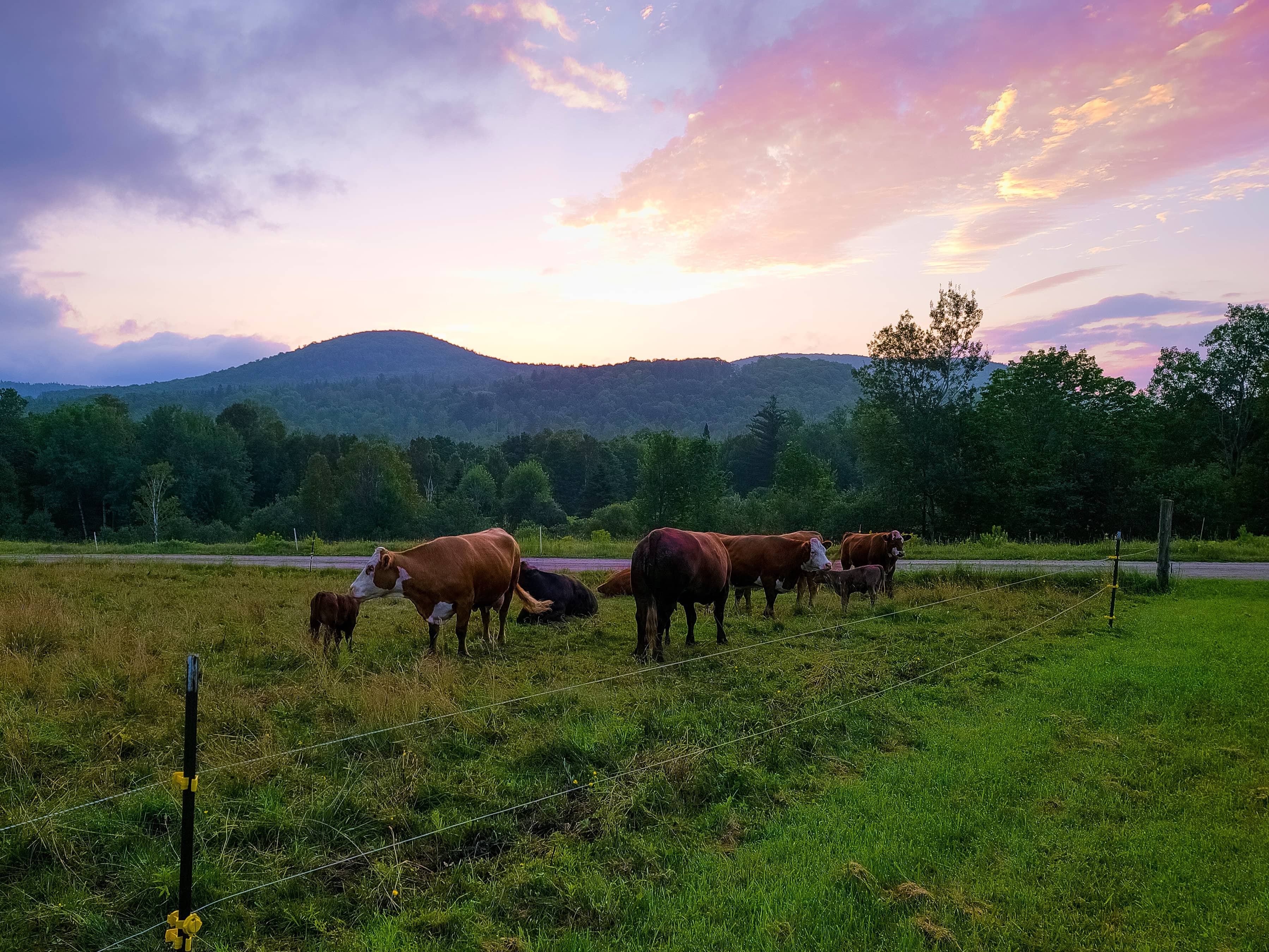 Sunrise Cows