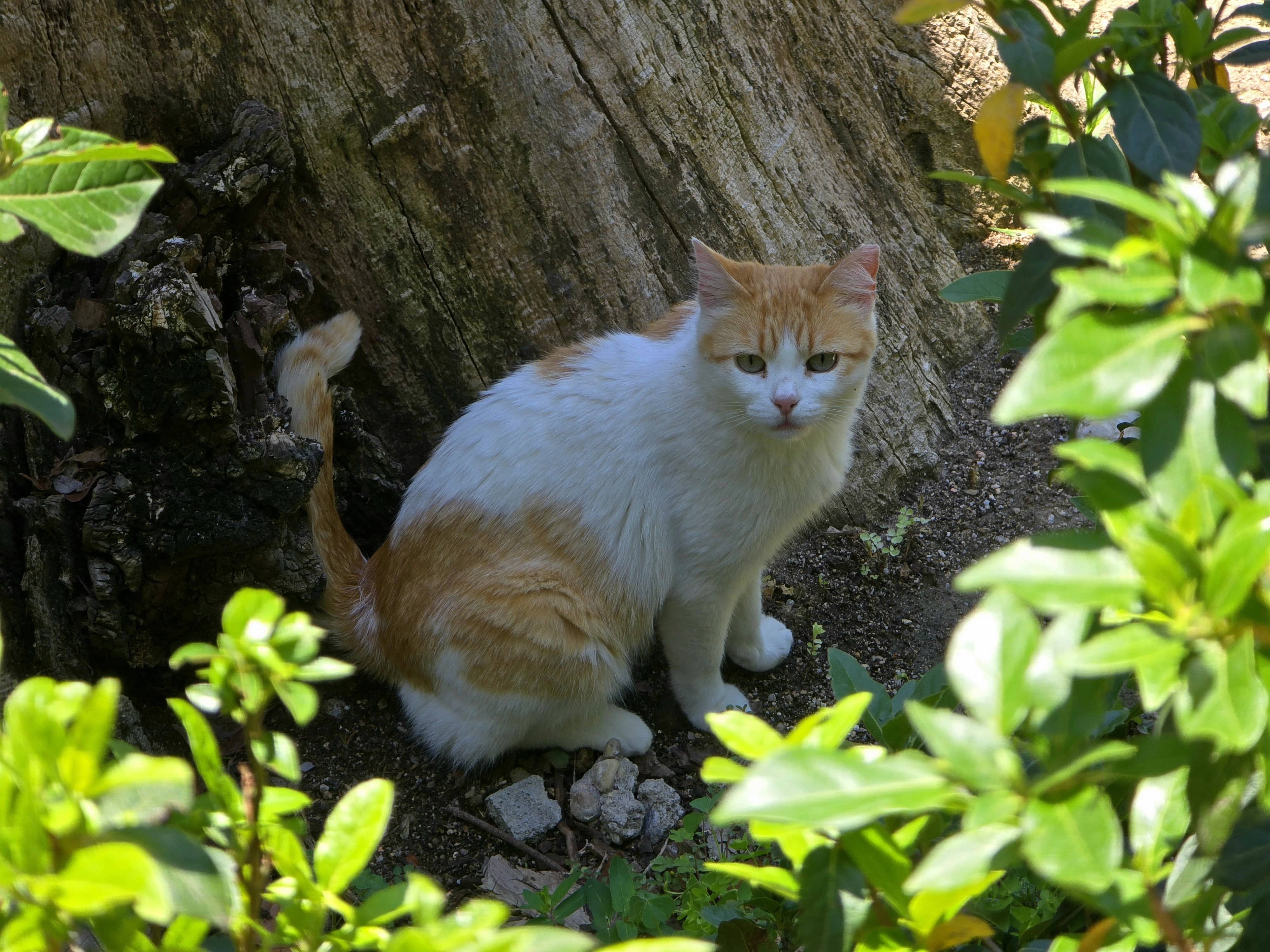 Cat in Garden