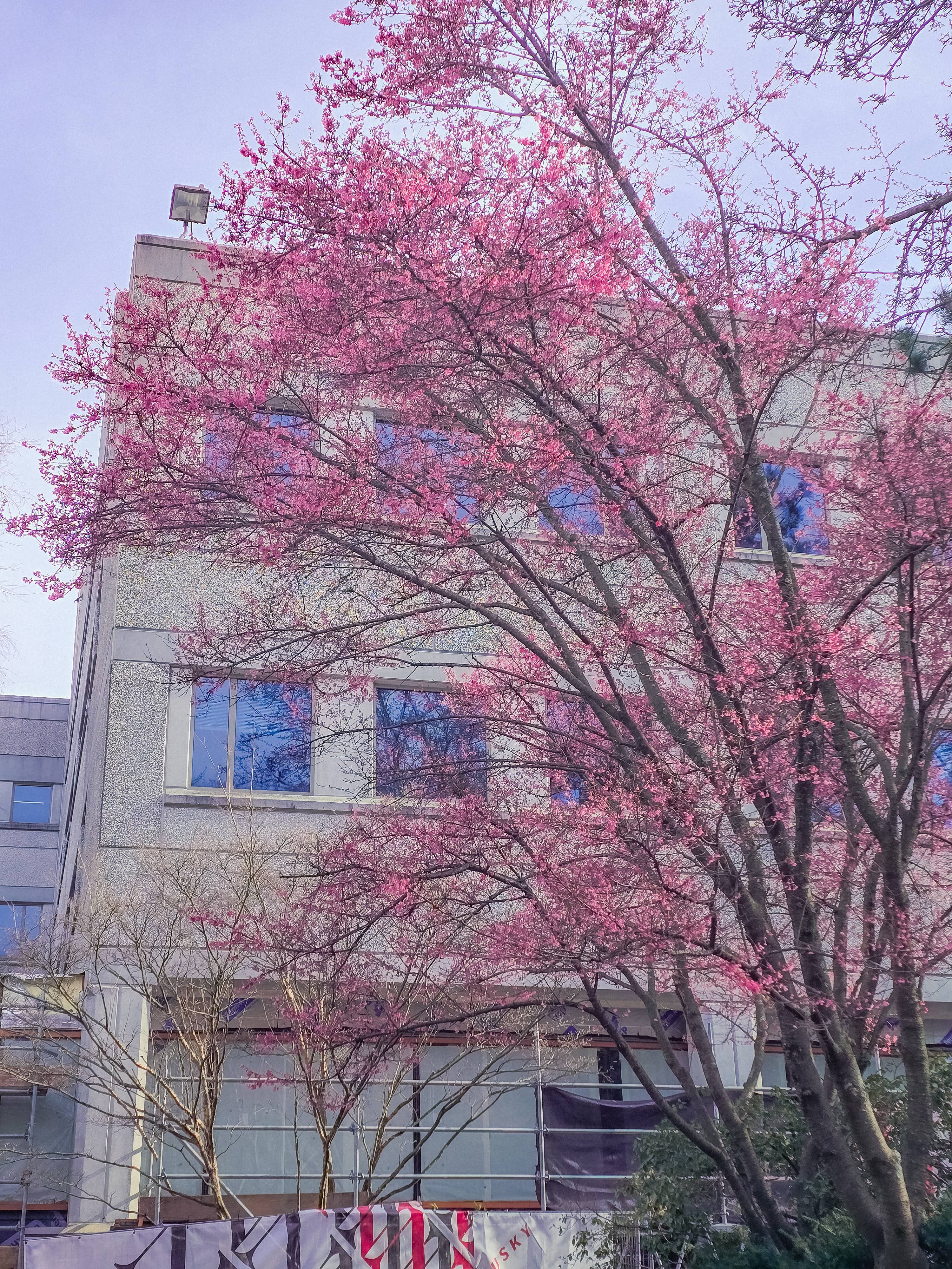 Pink Petals