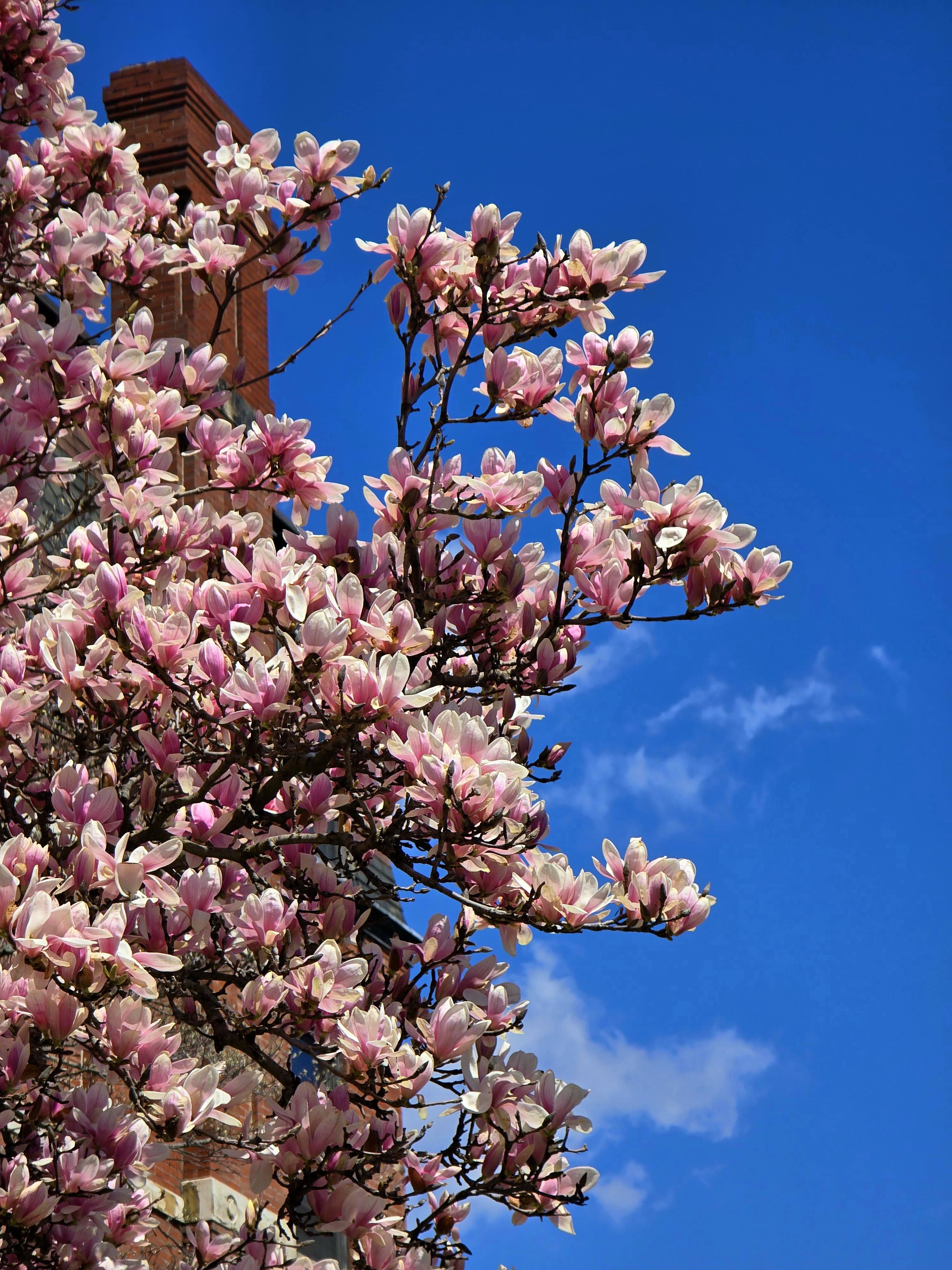 Magnolia Petals