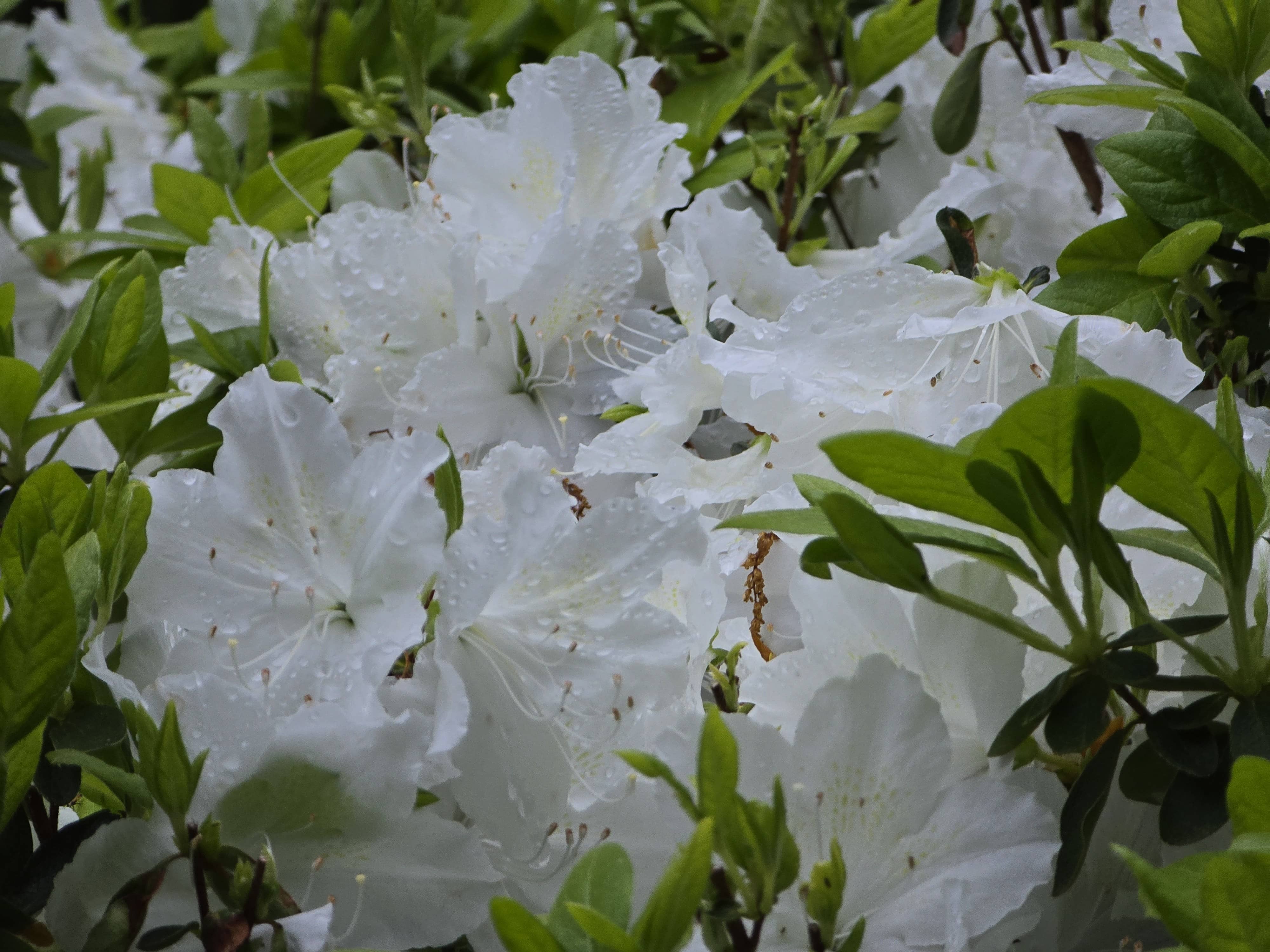 Rhododendron Flowers