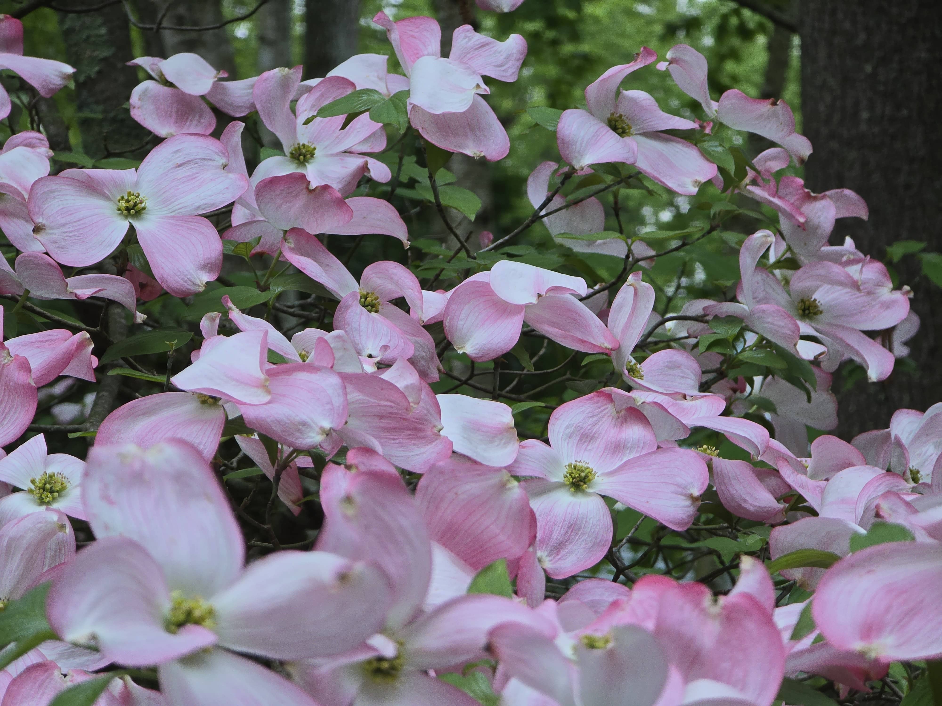 Dogwood Flowers pt. 1