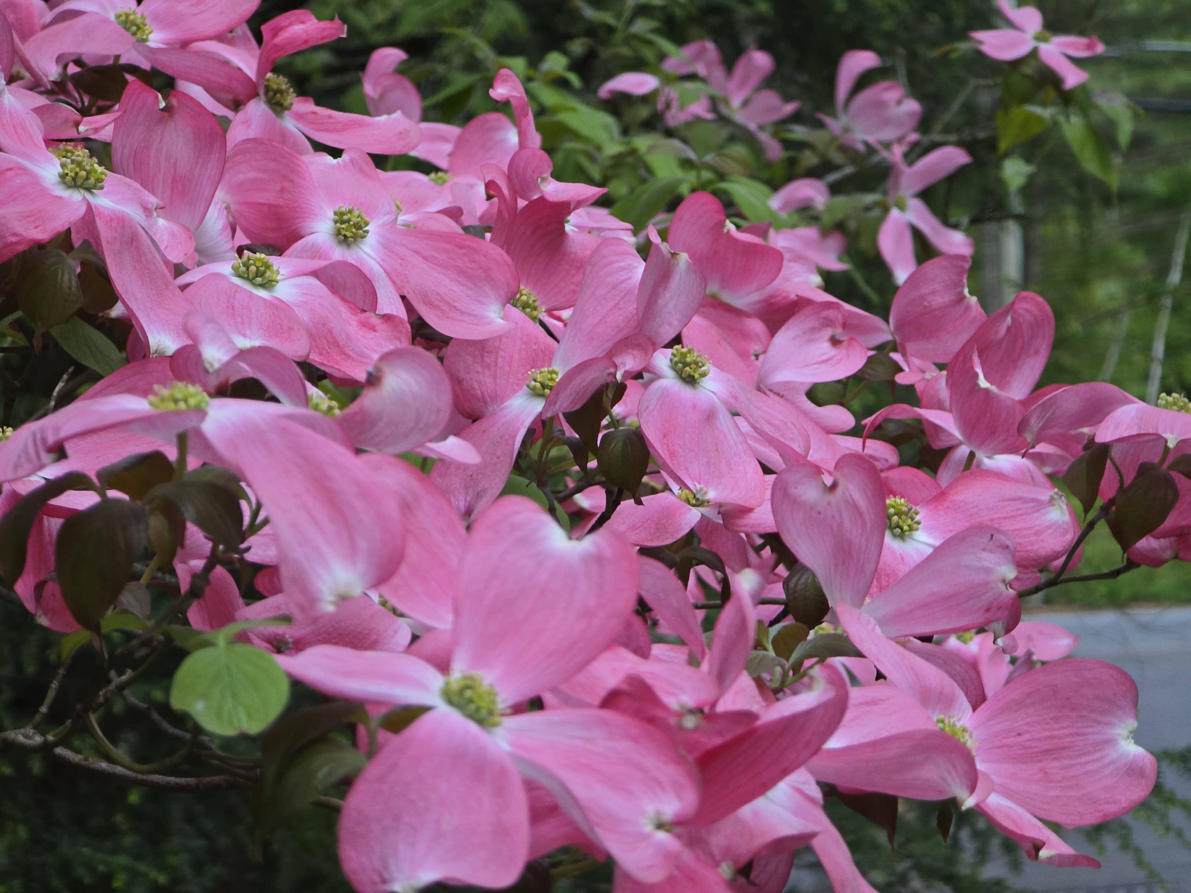 Dogwood Flowers pt. 2