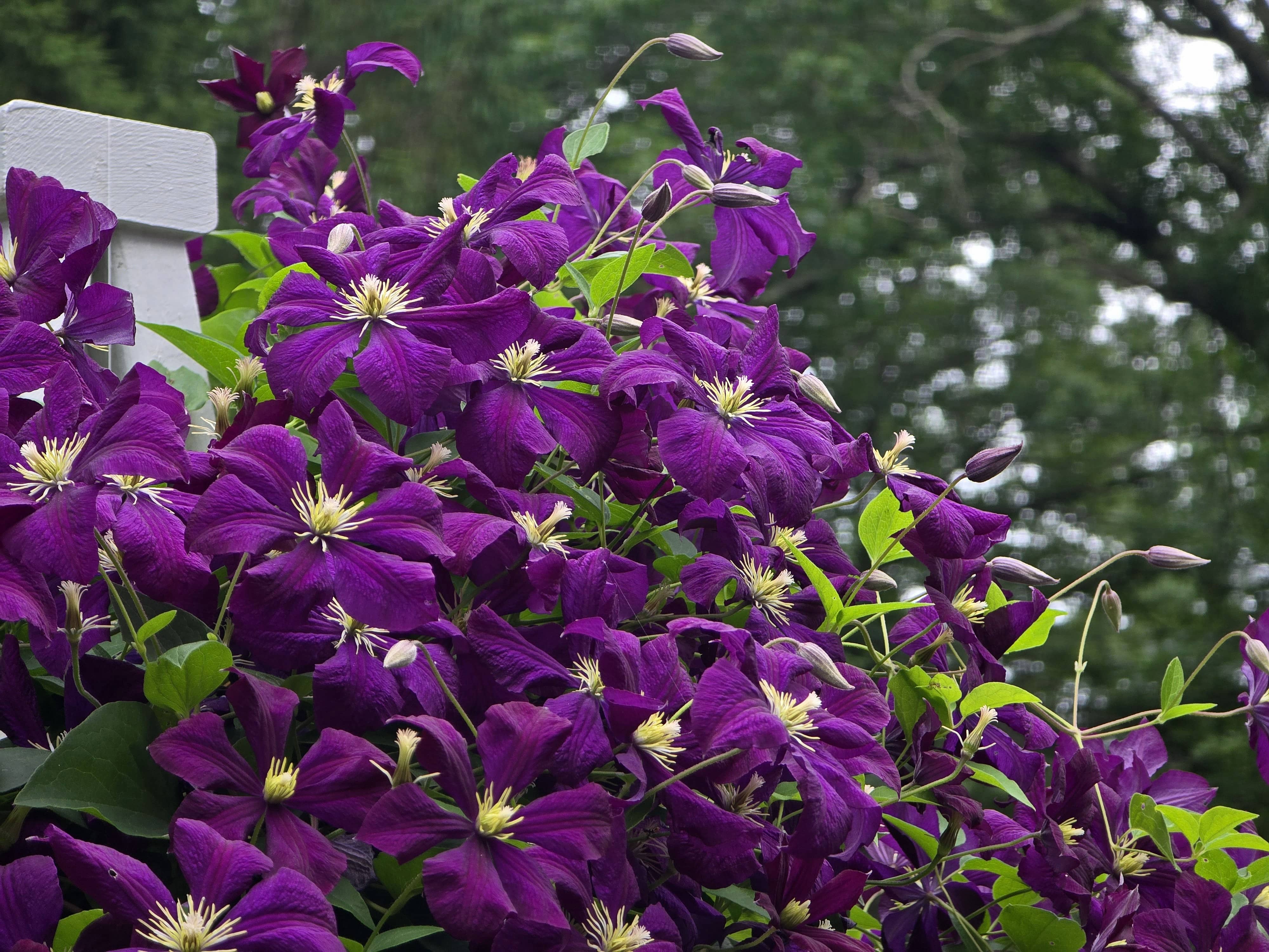 Clematis Viticella Flowers