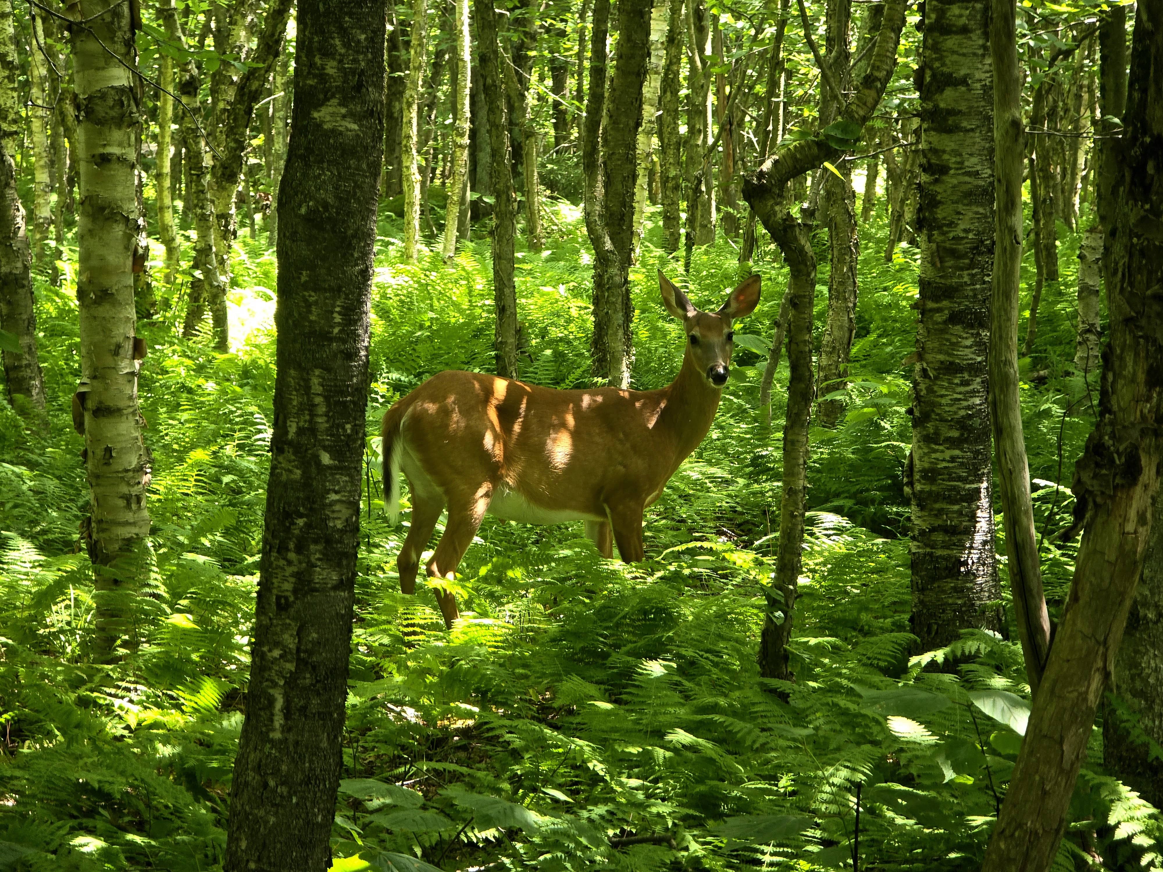 Deer in the Woods