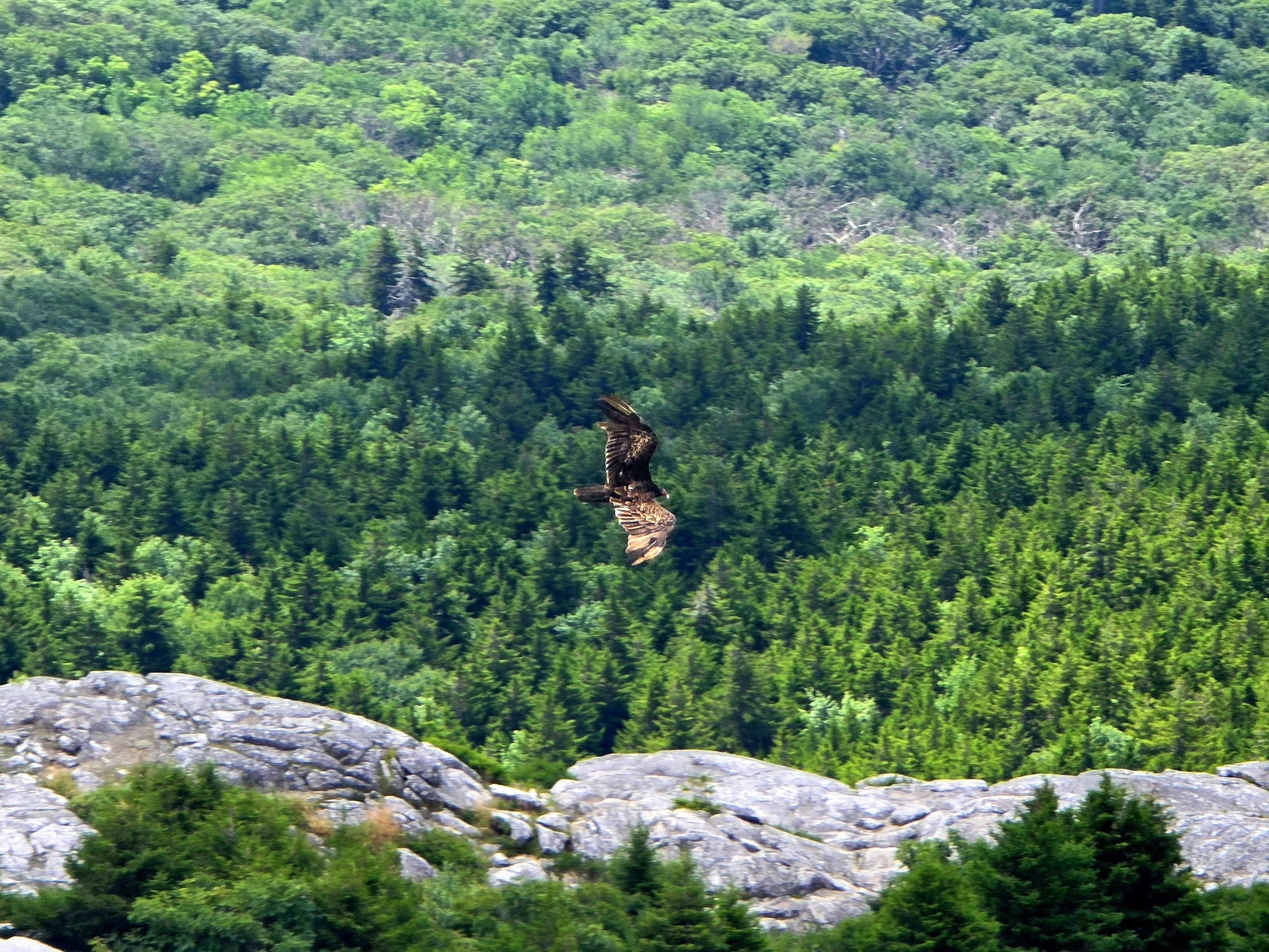 Golden Eagle Flying over Mount Monadnock