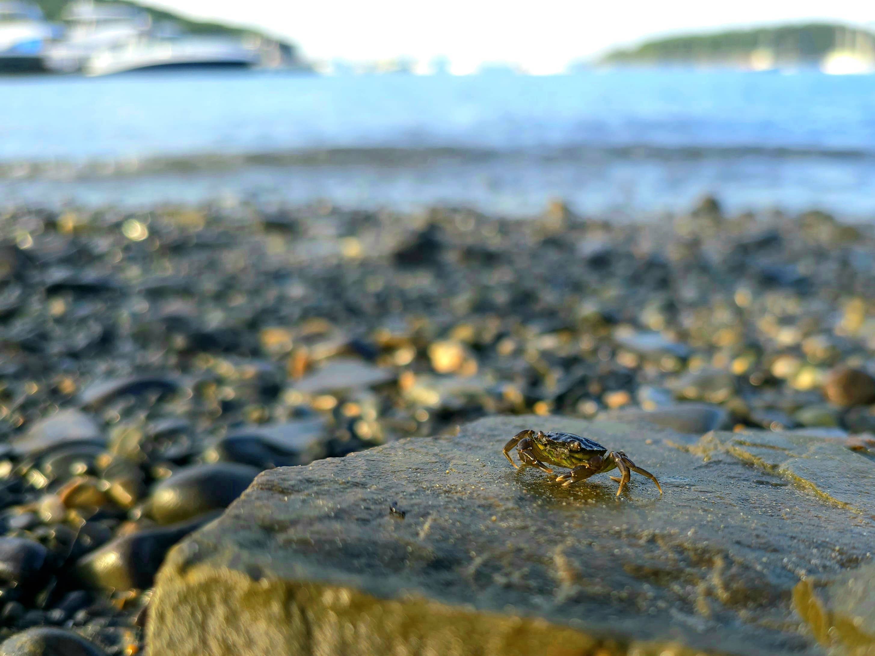 Crab Rave