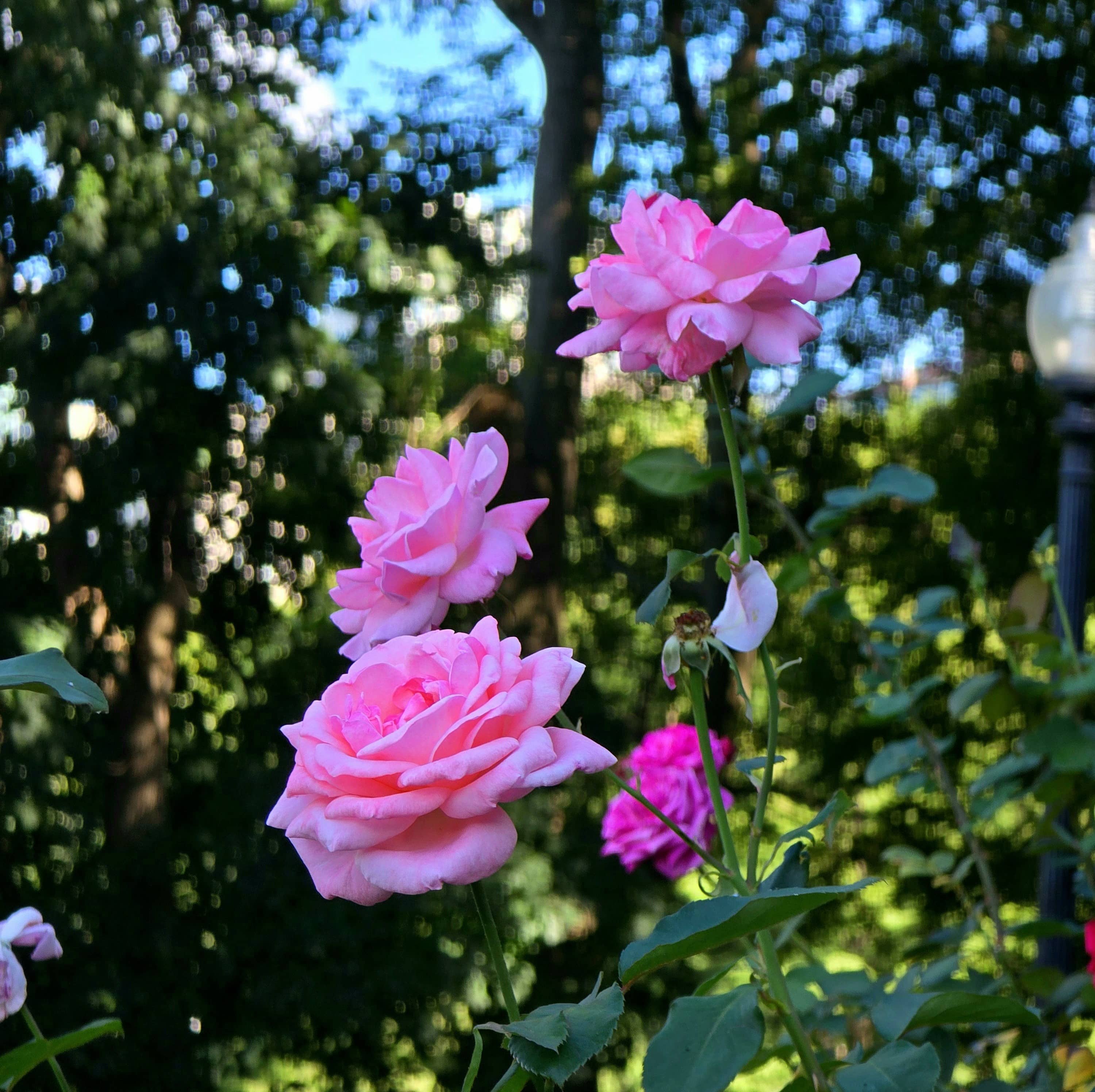 Pink Roses