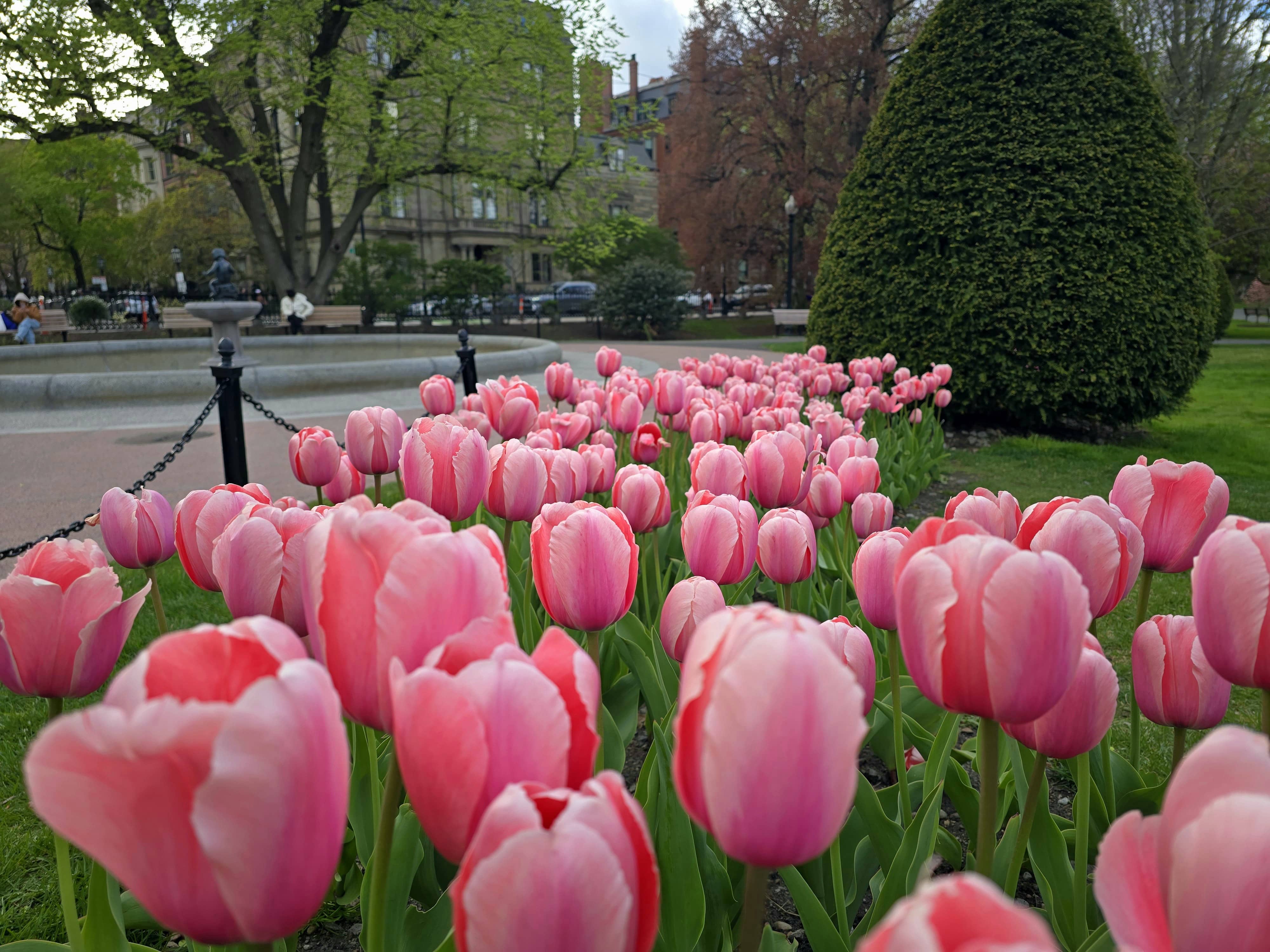 Pink Tulips