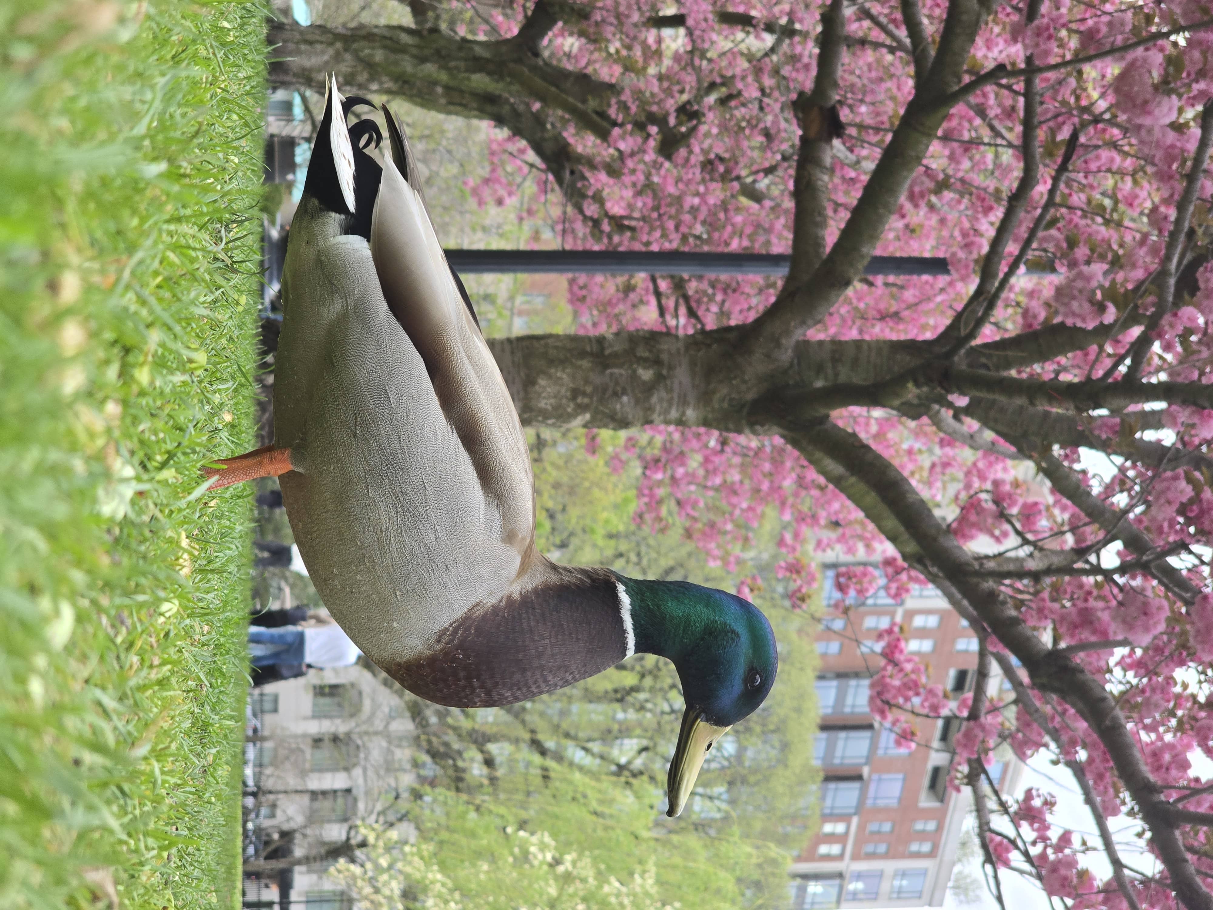 Mallard Duck under Cherry Blossoms
