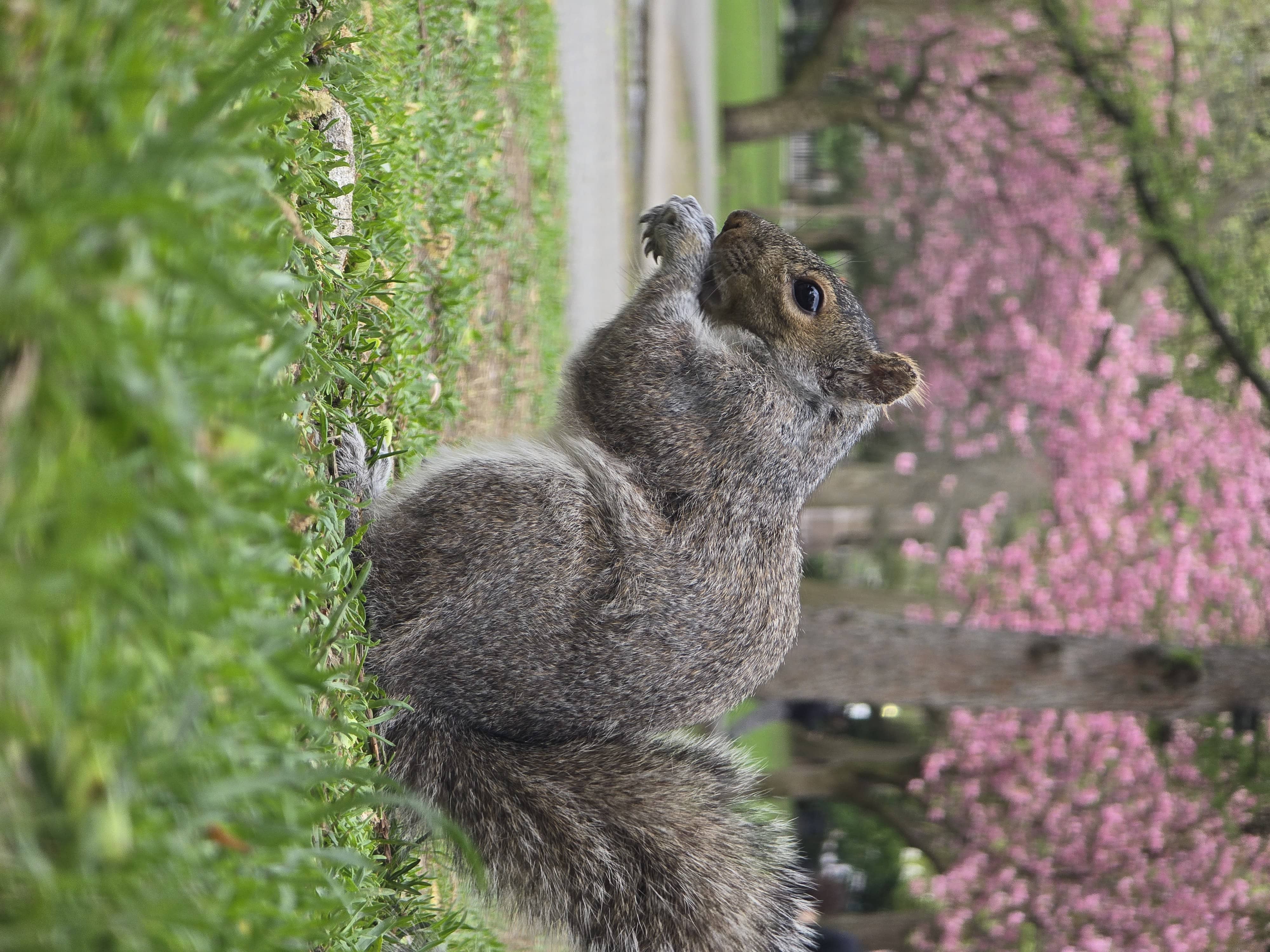 Squirrel under Cherry Blossoms