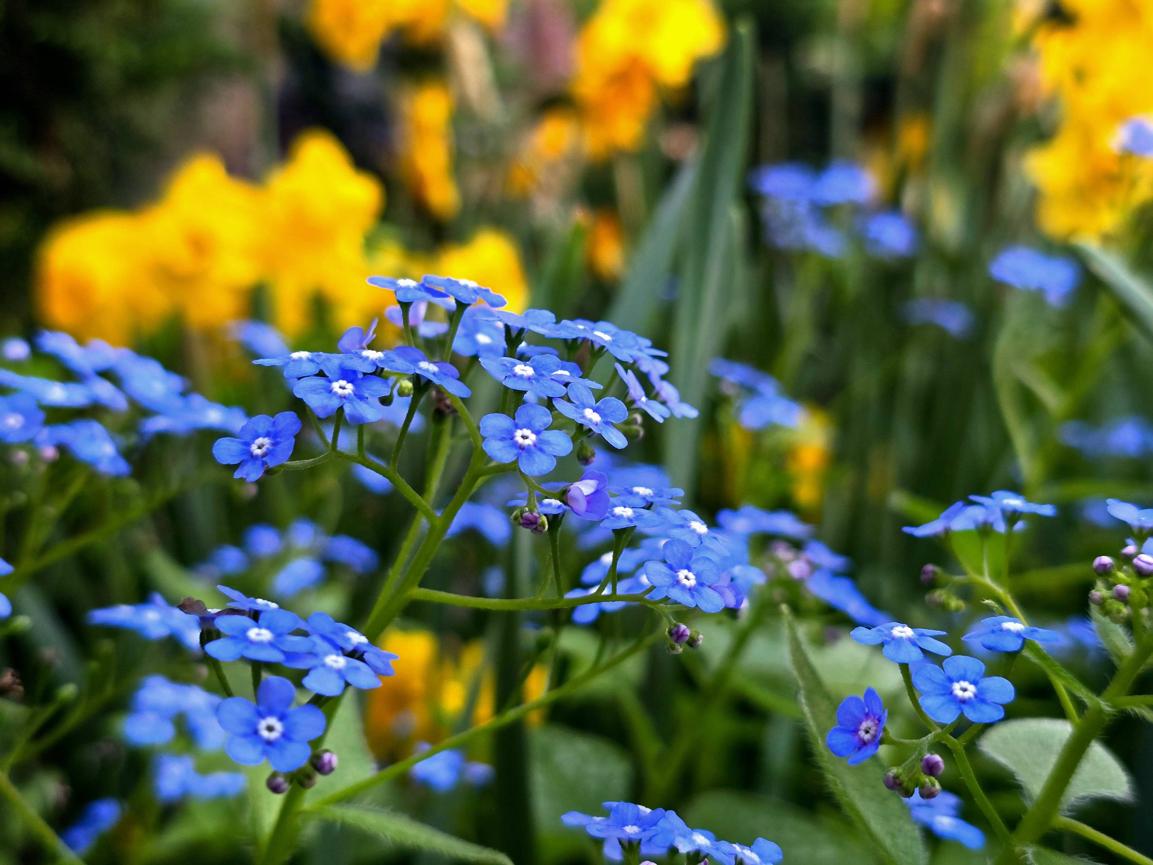 Wood Forget-me-not